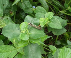 Spodoptera cosmioides
