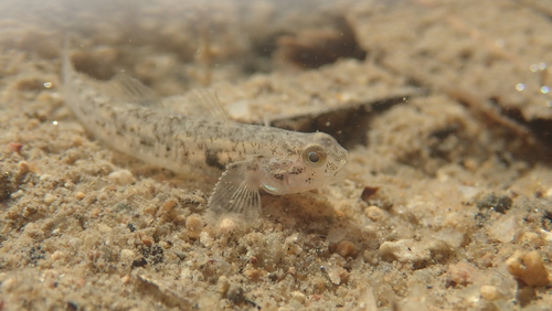 Masago snubnose goby (Pseudogobius masago) — Gobiidae