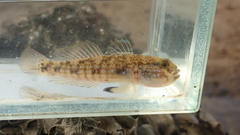 Acentrogobius multifasciatus