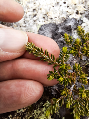 Empetrum eamesii