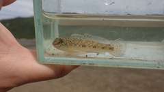 Favonigobius reichei