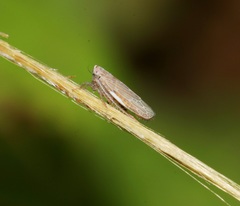 Aconura
