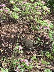 Sylvilagus floridanus