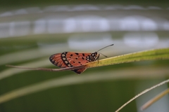 Acraea terpsicore
