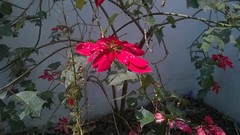 Euphorbia pulcherrima