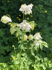 Aquilegia atrata
