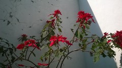 Euphorbia pulcherrima