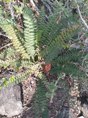 Astrolepis sinuata