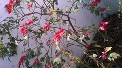 Euphorbia pulcherrima