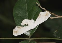 Ernolatia moorei