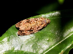 Phaecasiophora walsinghami