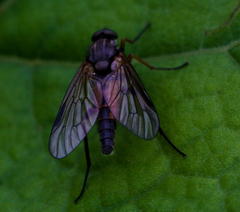 Rhagio notatus