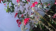 Euphorbia pulcherrima