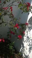 Euphorbia pulcherrima