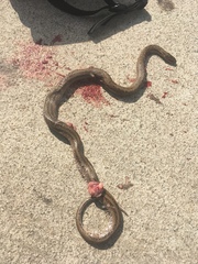 Oocatochus rufodorsatus