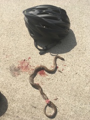 Oocatochus rufodorsatus