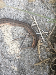 Oocatochus rufodorsatus