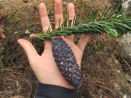 Hickel's fir