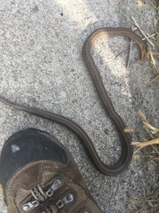 Oocatochus rufodorsatus