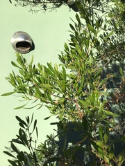 Dodonaea viscosa angustifolia