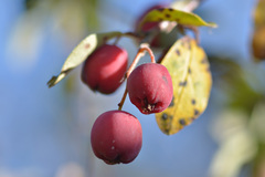 Cotoneaster integerrimus