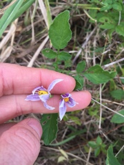 Solanum commersonii