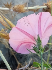 Convolvulus cantabrica image