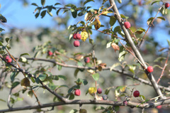 Cotoneaster integerrimus