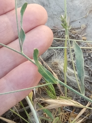 Convolvulus cantabrica image