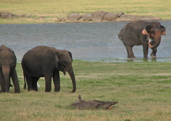 Elephas maximus maximus