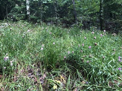 Liatris compacta