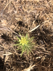 Centromadia fitchii