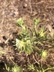 Centromadia fitchii