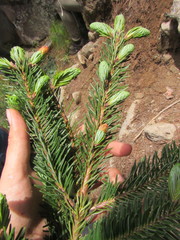 Abies hickelii