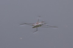 Aquarius adelaidis