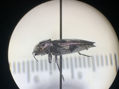 Chrysobothris quadrilineata
