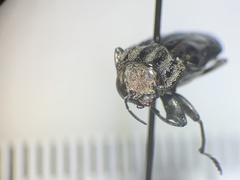 Chrysobothris quadrilineata