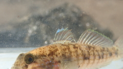 Acentrogobius multifasciatus