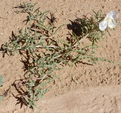 Oenothera pallida