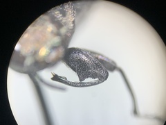 Chrysobothris quadrilineata