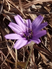 Catananche caerulea image