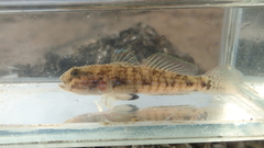 Acentrogobius multifasciatus