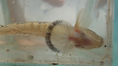 Acentrogobius multifasciatus