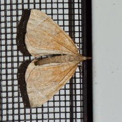 Eulithis testata