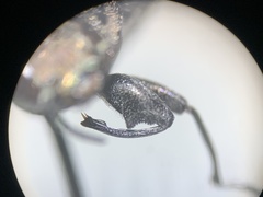 Chrysobothris quadrilineata