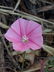 Convolvulus cantabrica image