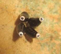 Phonoctonus