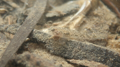 Pseudogobius masago