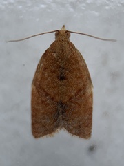 Clepsis consimilana