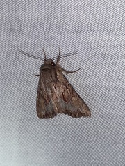 Apamea antennata